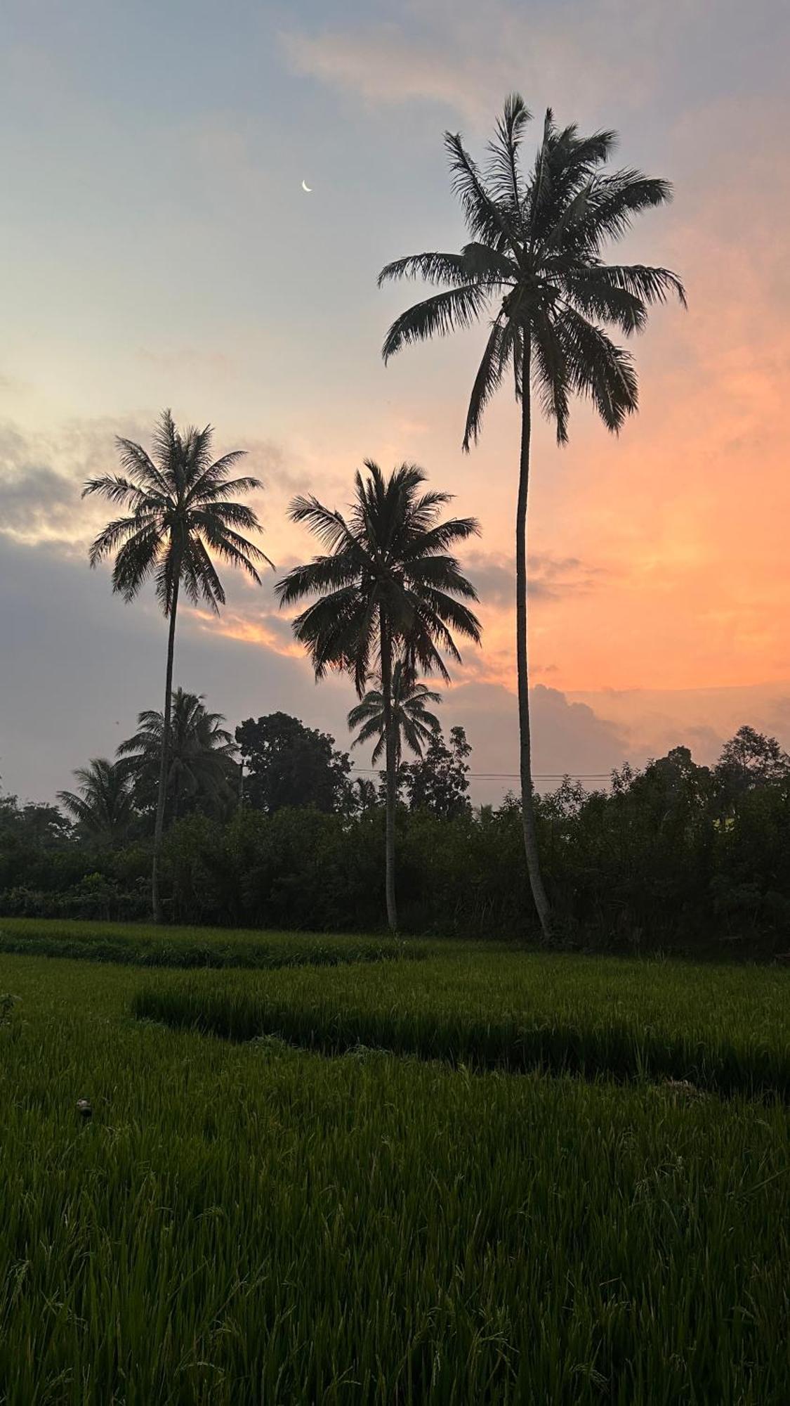 Rice Field Inn - Lombok تيتيباتو المظهر الخارجي الصورة