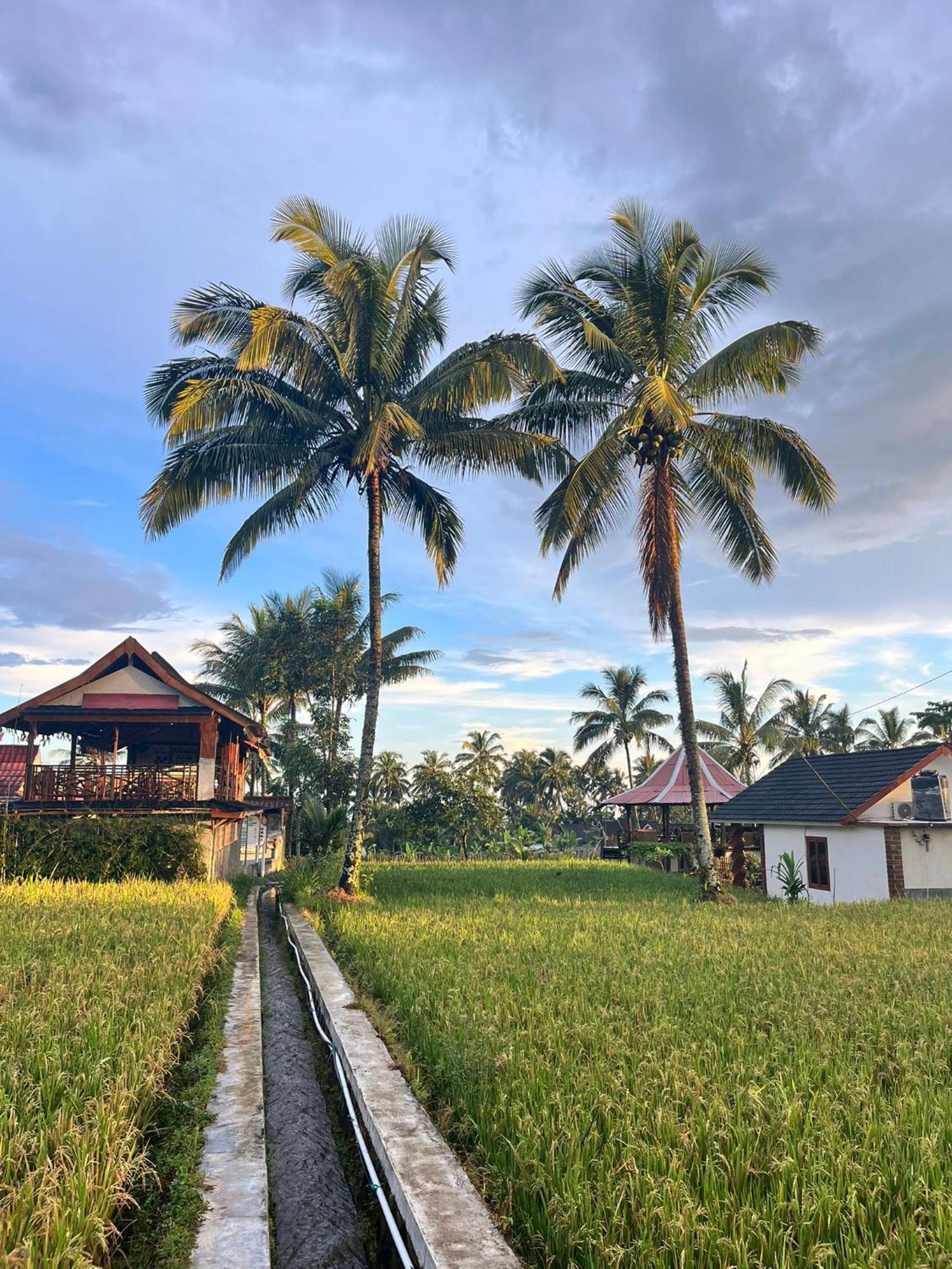 Rice Field Inn - Lombok تيتيباتو المظهر الخارجي الصورة