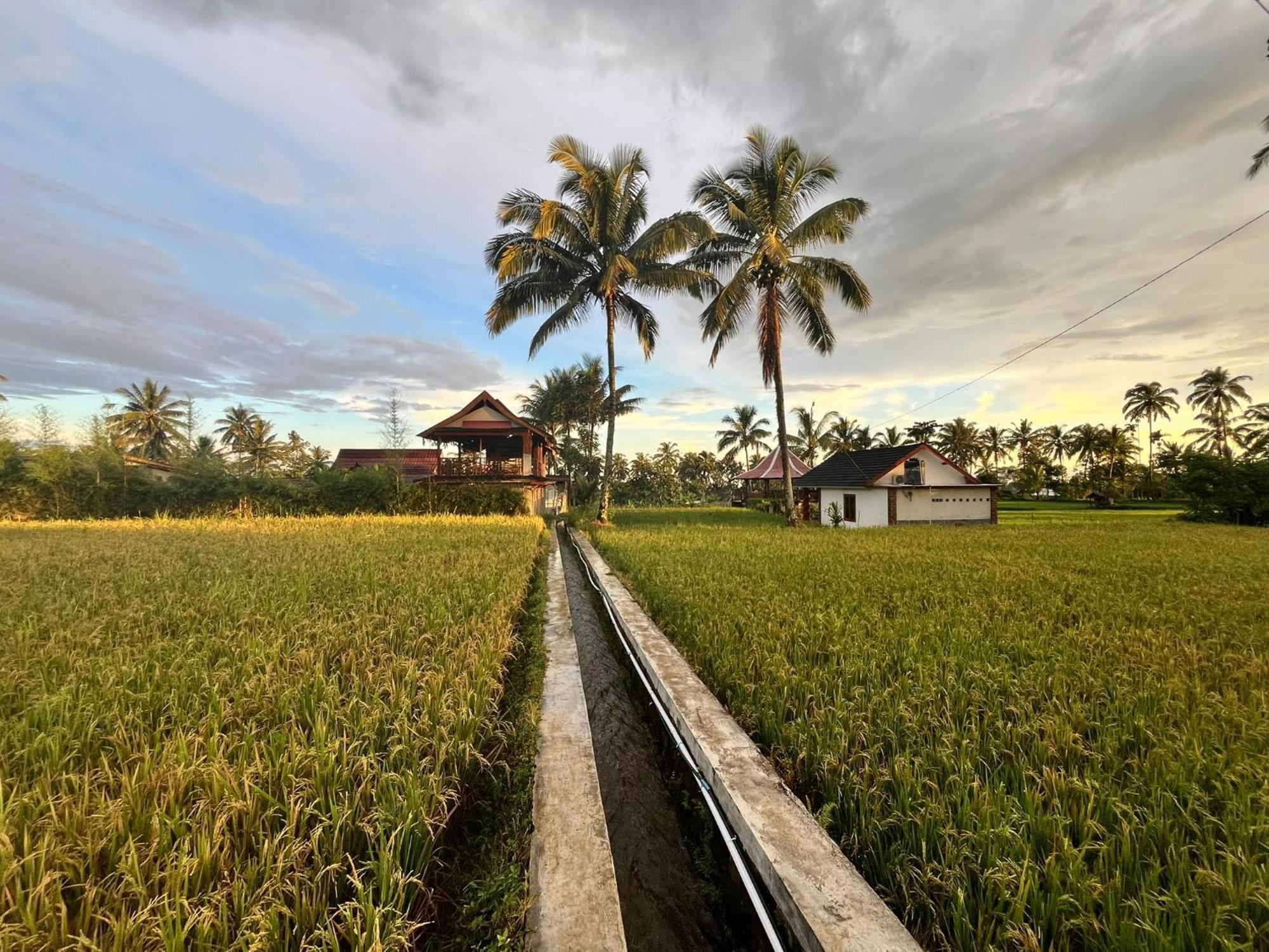 Rice Field Inn - Lombok تيتيباتو المظهر الخارجي الصورة